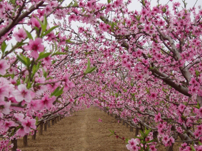 花市色彩